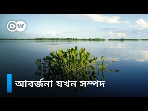 ভিডিও: সালভিনিয়া