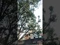 tree of life