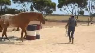 HORSE JET'S FIRST TIME AT LIBERTY