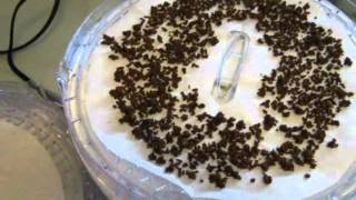 JMT 2012 Backpacking Food: Dehydrated Ground Beef
