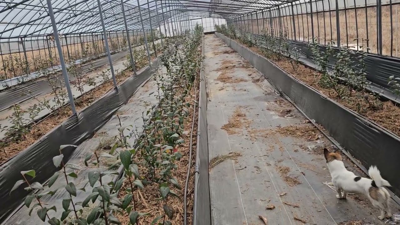 블루베리 비닐하우스 가두리 소나무우드칩 멀칭 작업을 마무리 하였읍니다.