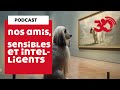 Podcast - Les animaux, ces êtres sensibles et intelligents