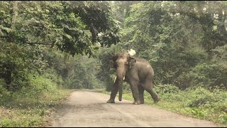 Elephant Suddenly Appeared From Other Side .