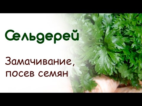 Выращивание сельдерея, посев на рассаду