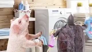 Ada labi labi dan babi babi di dobi