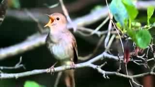 Bahçede Öten Bülbül Sesi Canlı