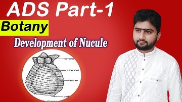 Development of nucule