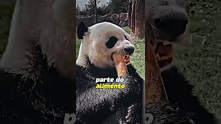 Urso panda faz parte da ordem dos carnivoras e não carnívoros... #podcat #animais #shorts