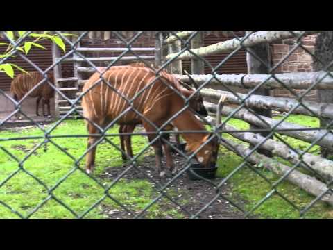 ボンゴ チェスター動物園 Youtube