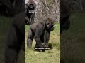 A 12-Year-Old Gorilla Bounces Back From Rare Skull Surgery