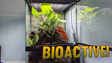 Building A Bioactive Mourning Gecko Terrarium!
