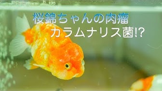 肉瘤 Youtube