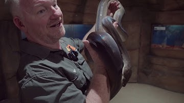 Discover the Territory - Olive Python