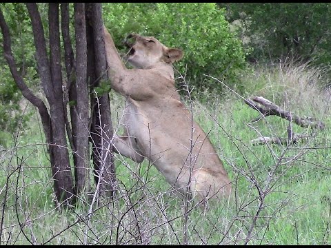 Lions Sharpening Claws Before The Hunt