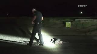 Fatal Hit and Run Accident, Vehicle vs Pedestrian