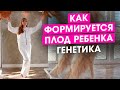 Как формируется плод ребенка? Что на это влияет? Генетика и здоровье вашего ребенка. Беременность.