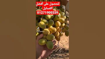 افضل أصناف النخيل البرحي 01271900339 