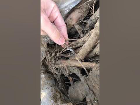 питомник королева сада саженцы