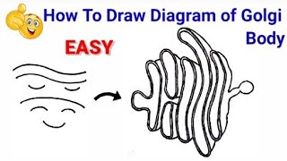 how to draw structure of golgi body | how to draw the golgi apparatus | diagram of golgi apparatus