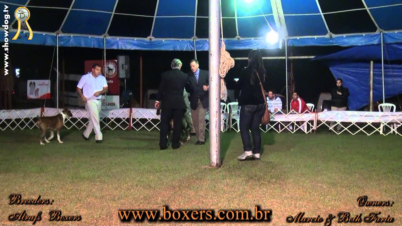 Show Dog Boxer - Airafs Elvis   BH Dog Week   julho 2012 HDD