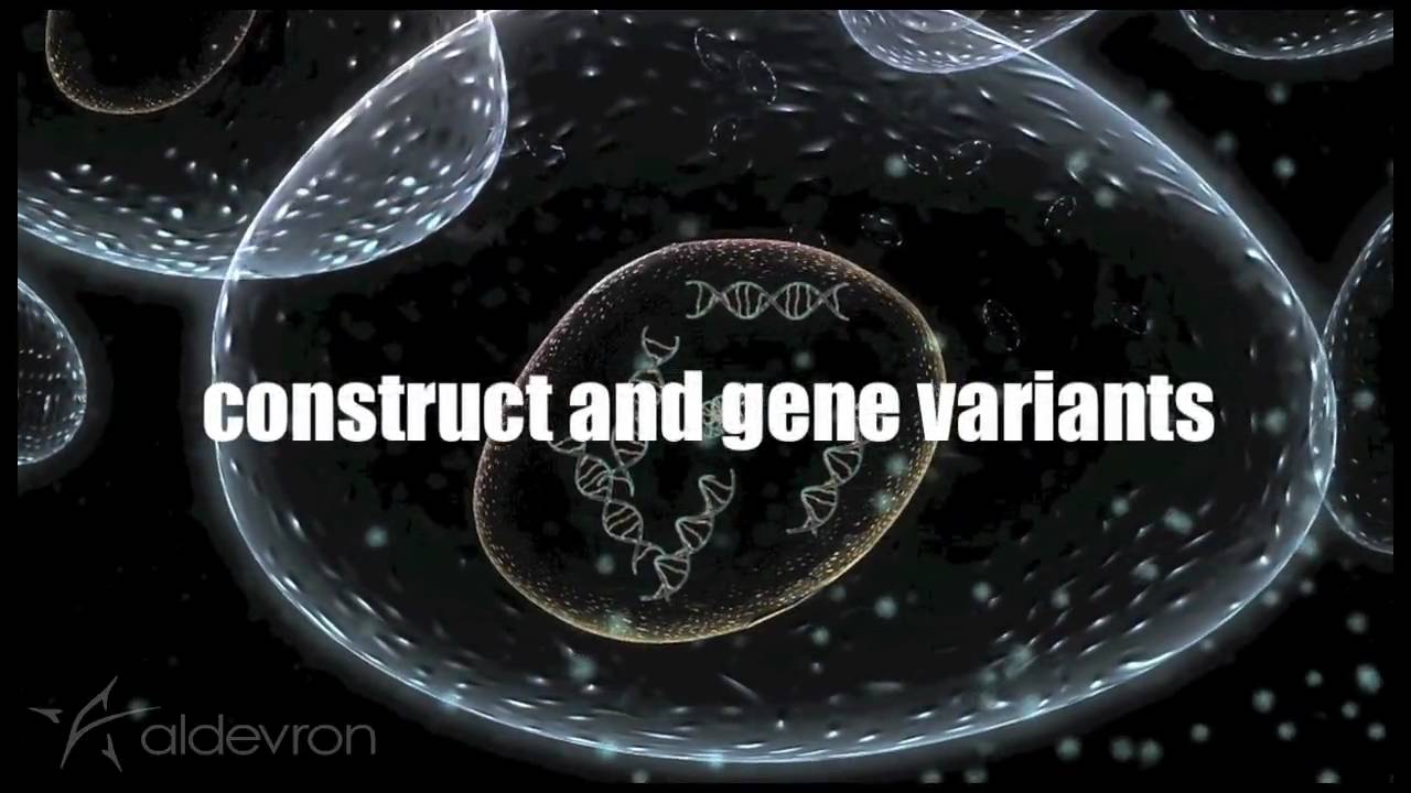Aldevron Protein Expression in Mammalian Cells YouTube