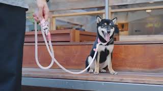 Stop The Escape The Ultimate Comfort & Safety Dog Harness For Smallmedium Breeds