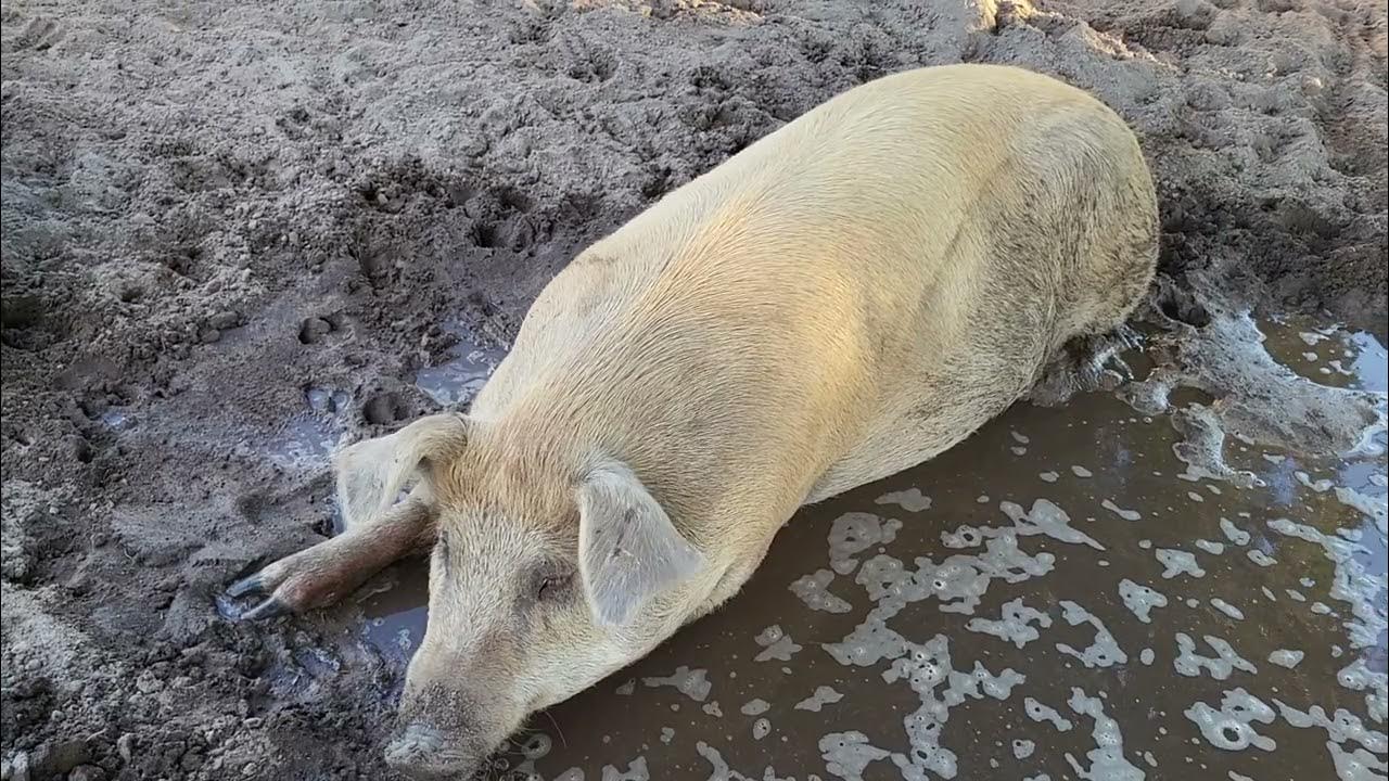 How Much It Costs To Feed Out A Pig YouTube