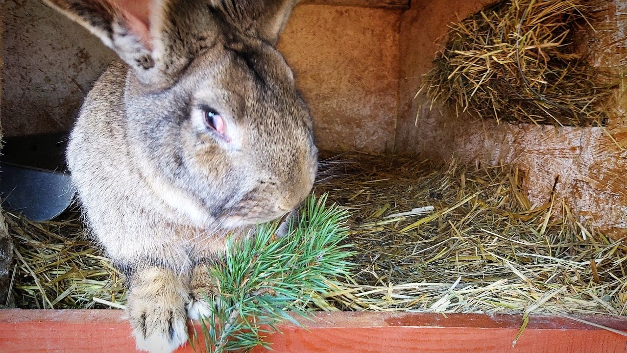 SOSNA dla królików - Jakie ma właściwości?/Warto ją podawać?