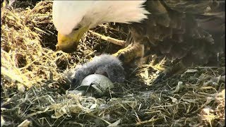 Decorah North Nest ~ Welcome To The World DN7 ~ First Hatch 5.18.18