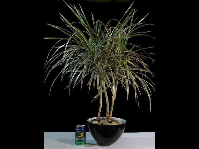 Dracaena marginata Tropical Bonsai The dragon plant