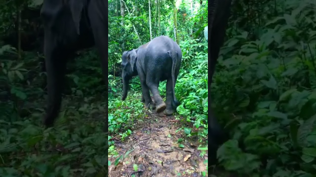 Walking With Elephants in the Jungle 