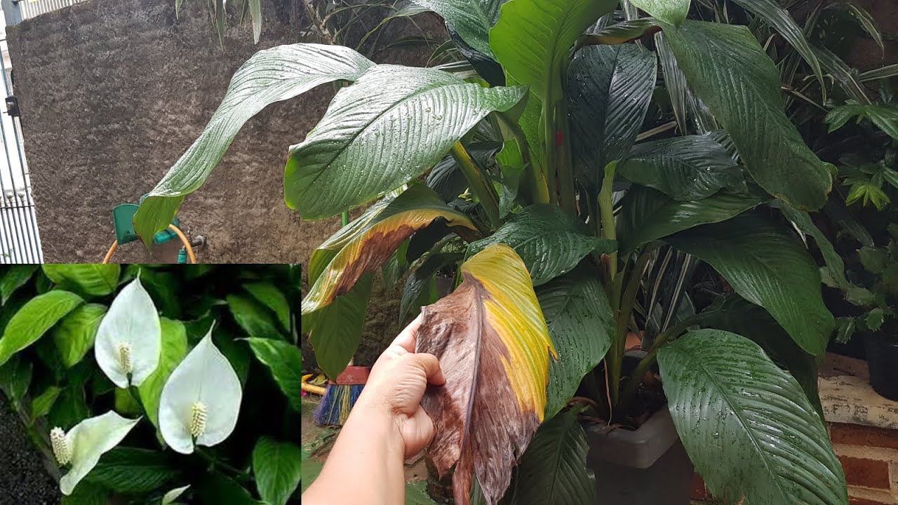 🔥 COMO CUIDAR DO LÍRIO DA PAZ COM FOLHAS QUEIMADAS OU AMARELADAS 😱 🥀 ...