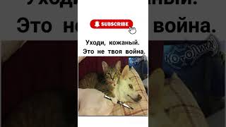 😂 Это не твоя война! Кот против собаки 🐱🐶