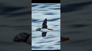 This Cute Bird Is a Deadly Hunter 😱 | Puffin Facts #shorts #dailyfacts