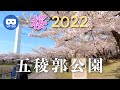【VR180】五稜郭公園の桜 2022