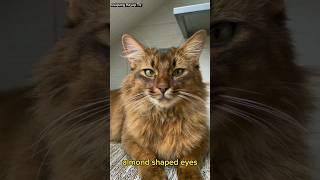 Somali Cat : a breed known for their long fluffy coats and distinctive bushy tails