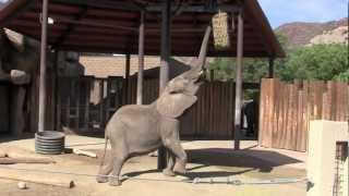 Hogle Zoo Elephant Exibit Baby Zuri