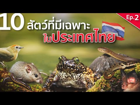 วีดีโอ: ทุกอย่างเกี่ยวกับพิพิธภัณฑ์สัตว์น้ำ: ทำอย่างไรให้ถูกต้อง