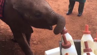 baby elephant drink So Much MILK Everyday