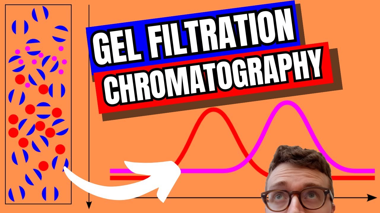 GEL FILTRATION CHROMATOGRAPHY (Size Exclusion Chromatography OR Gel