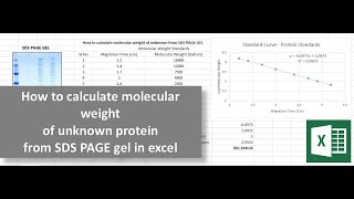 How to calculate molecular weight of unknown protein from SDS PAGE gel in excel screenshot 4