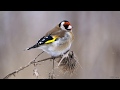 Голоса птиц Как поёт Щегол Carduelis carduelis