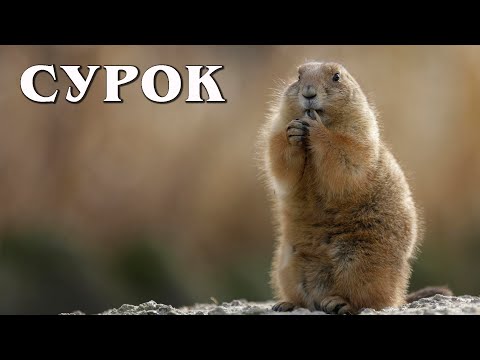 Сурок: Любитель поспать | Интересные факты про сурков