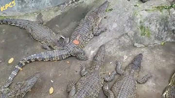 Khám Phá Vườn Động Vật Hoang Dã Ở Khu Du Lịch Hồ Núi Cốc - Thái Nguyên/HO NUI COC ZOO