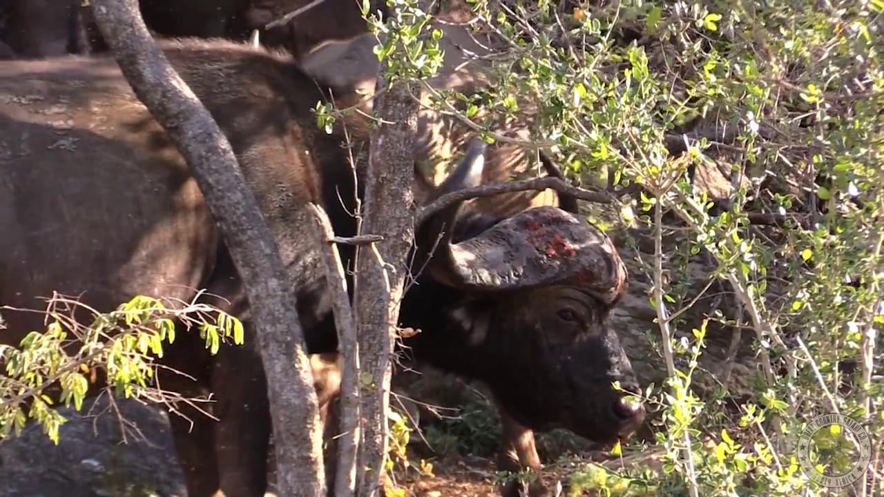 Great Country Safari Company HD PROMO