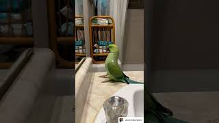 BIRD READY TO PAINT THE TOWN 🫣🤣 full credit of video to darwinsbirdism /I 🩷 UR bird