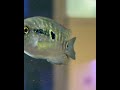 #africancichlids #fish #fishaquarium
