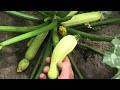 Выращивание кабачков в открытом грунте.  Часть 2
