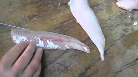 Gurnard Filleting by Greg 