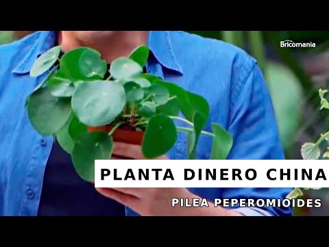 Vídeo: Què és una planta de diners xinesa - Obteniu informació sobre la cura de les plantes Pilea